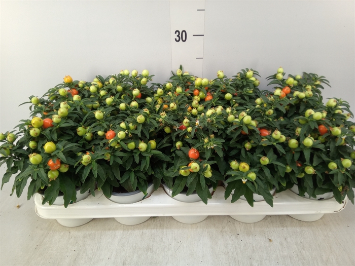 <h4>Solanum pseudocapsicum</h4>