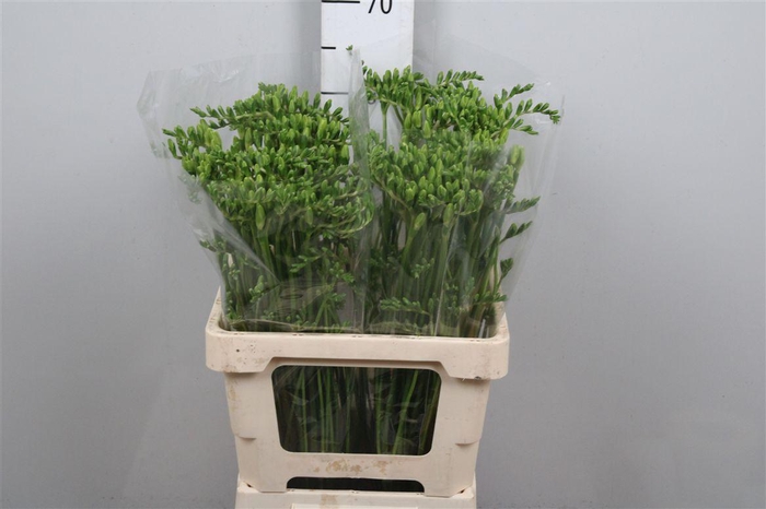 <h4>Fr En Polar River</h4>