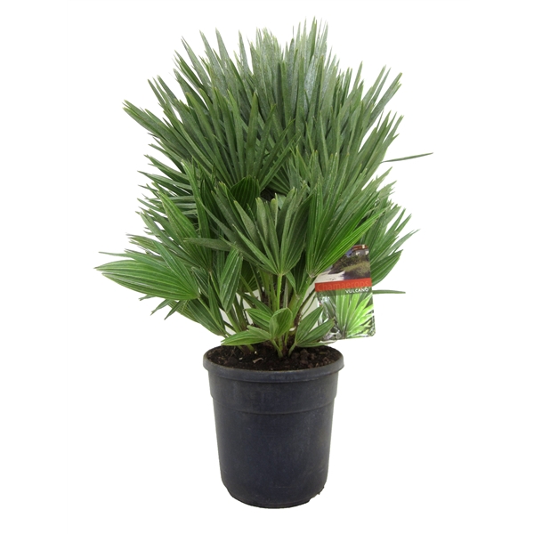 <h4>Chamaerops vulcano</h4>