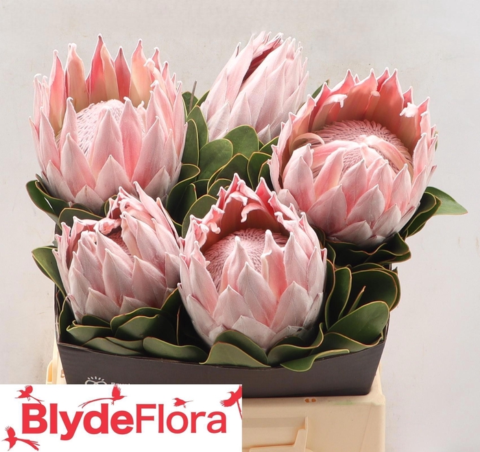 <h4>PROTEA CY MABEL</h4>