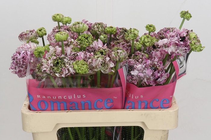 <h4>Ranunculus Brushmark Seti</h4>