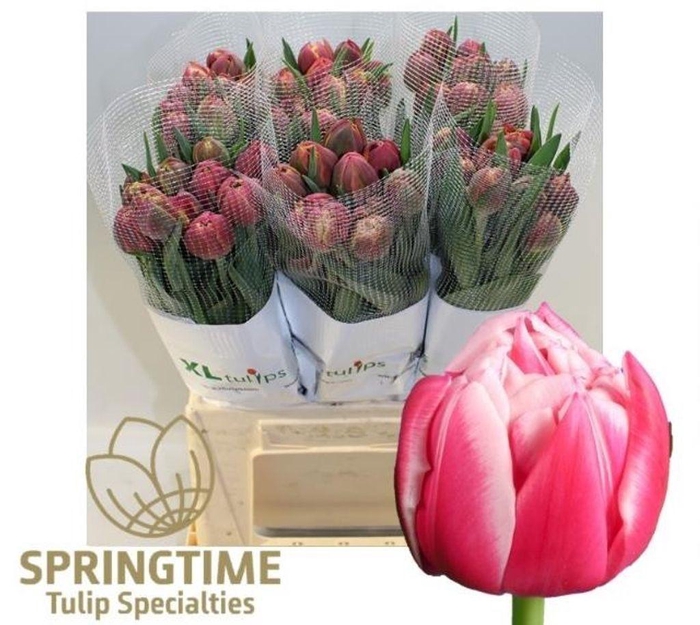 <h4>Tulipa do columbus</h4>