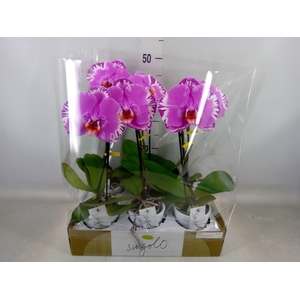 Phalaenopsis   ...