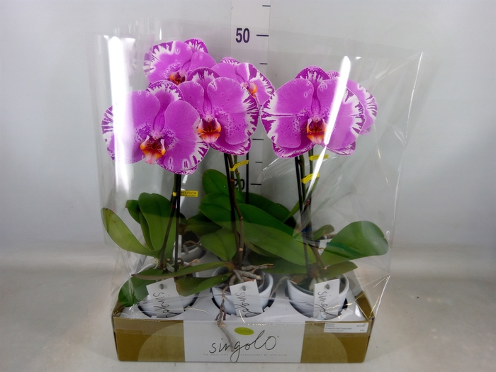 <h4>Phalaenopsis   ...</h4>