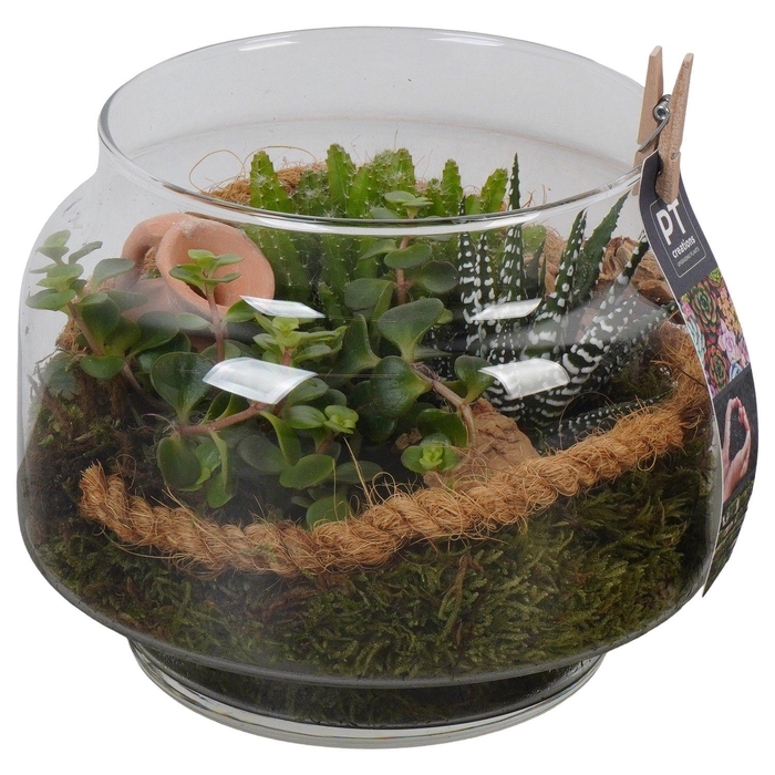 <h4>PTGIG2136 Arrangement Greens in glass in glazen vaas</h4>