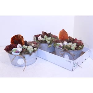 ARR SEMPERVIVUM