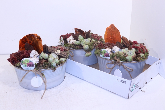 <h4>ARR SEMPERVIVUM</h4>