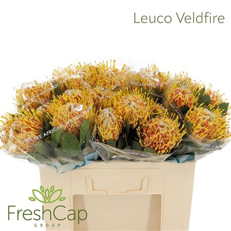 Leuco Veldfire