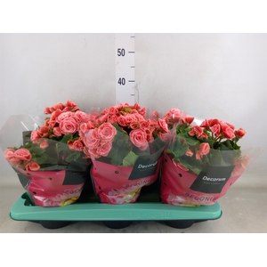 Begonia elat. DU 'Borias'
