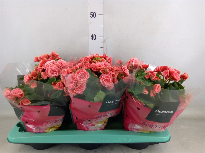 <h4>Begonia elat. DU 'Borias'</h4>