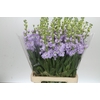 Matthiola Iron Marine