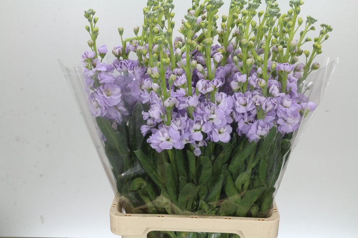 Matthiola Iron Marine