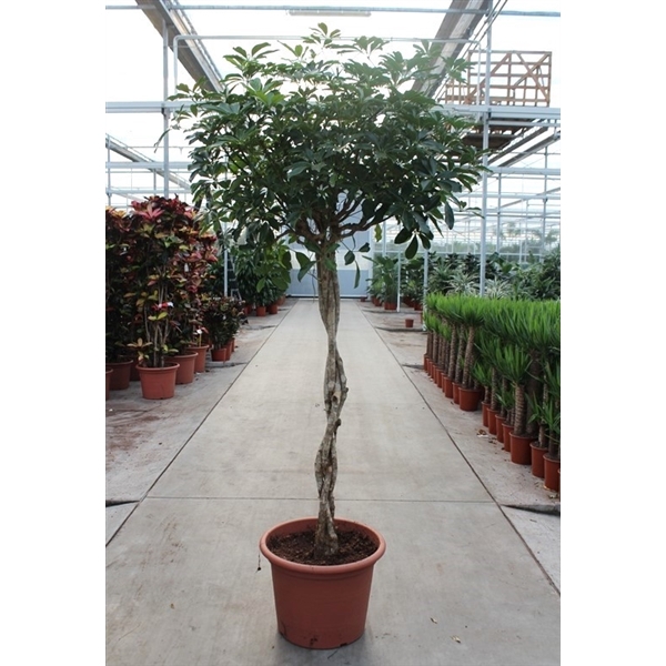 <h4>Schefflera arboricola 'Compacta'</h4>