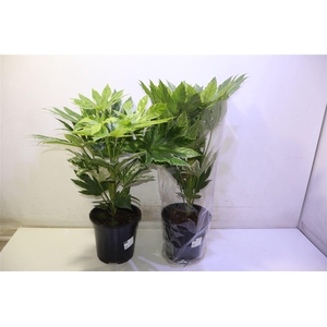 arr8 Fatsia Variegata
