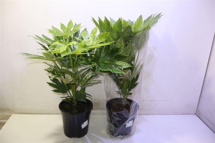 <h4>Fatsia Variegata</h4>