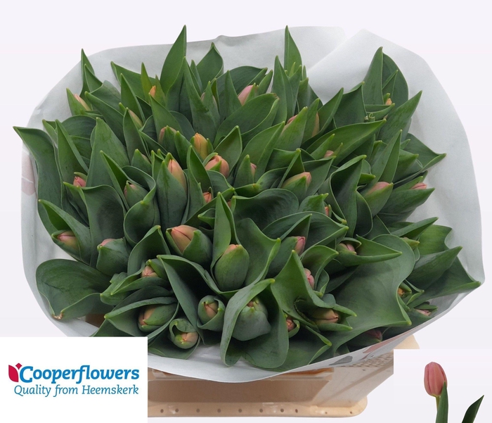 <h4>TU EN ACE PINK</h4>