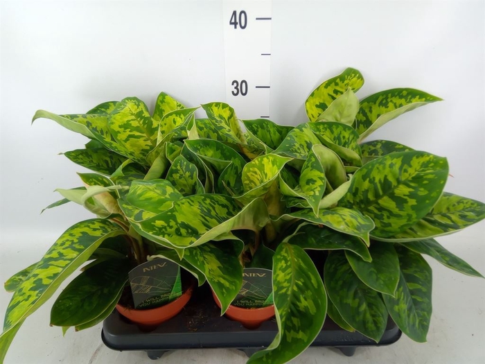 <h4>Homalomena  'Camouflage'</h4>