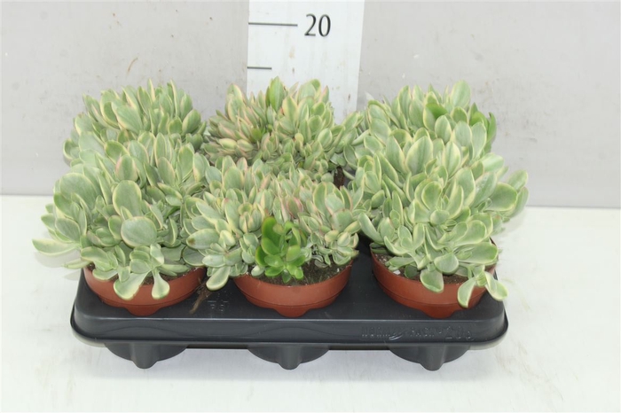 <h4>Crassula Ovatie Variegata</h4>