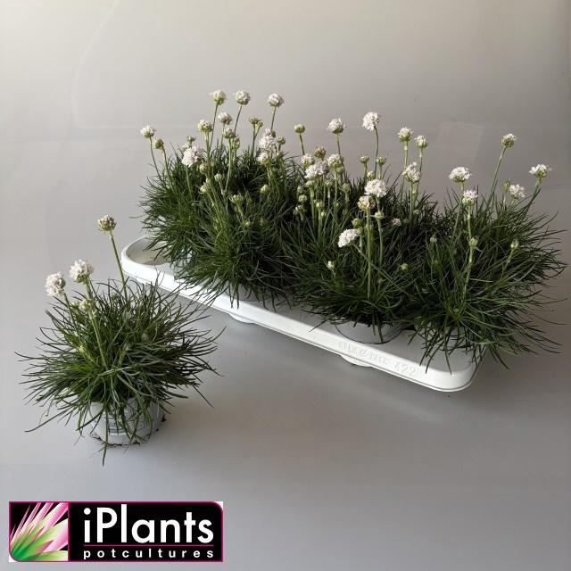 <h4>ARME MAR ARMAD WHITE</h4>