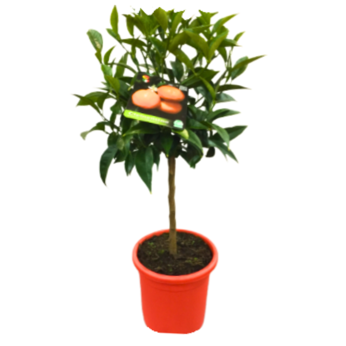 <h4>Citrus hystrix</h4>