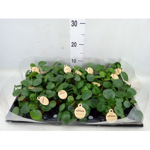 Pilea peperomoides