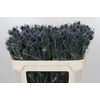 Eryngium Blue Dynamite