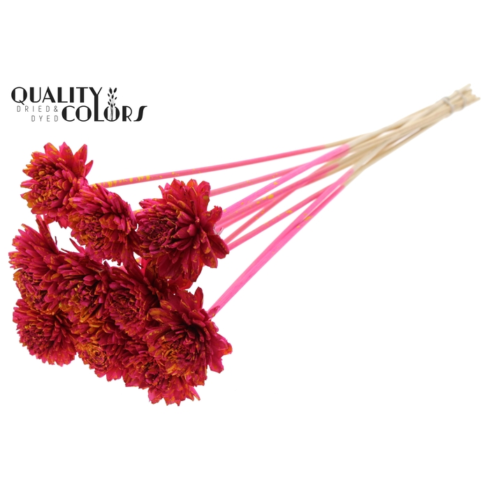 <h4>Shola Zinia 6cm on stem Splashed Cerise/Yellow</h4>