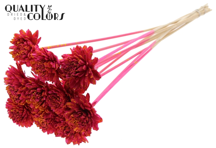 Shola Zinia 6cm on stem Splashed Cerise/Yellow