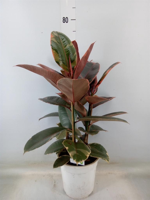 <h4>Ficus   ...</h4>