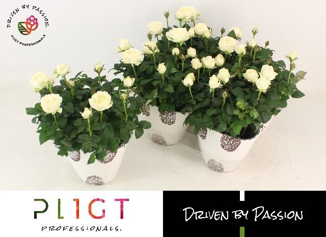 <h4>RO AM INF WHITE</h4>