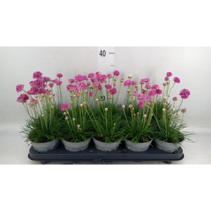Armeria maritima