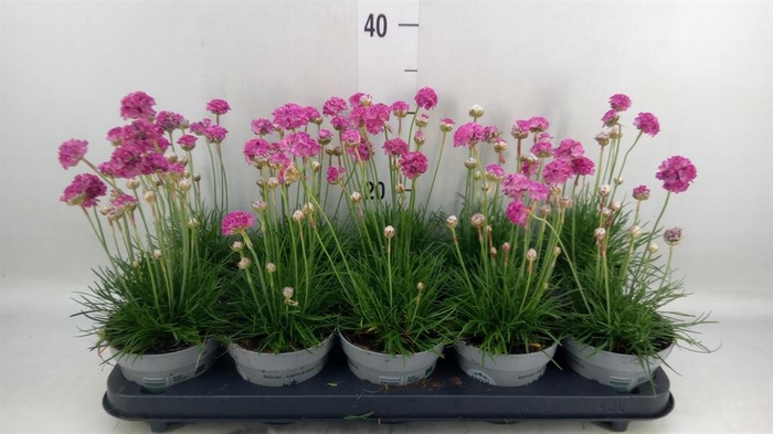 <h4>Armeria maritima</h4>