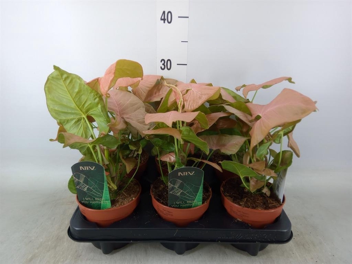 <h4>Syngonium podop.</h4>
