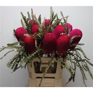 Banksia Speciosa Cerise