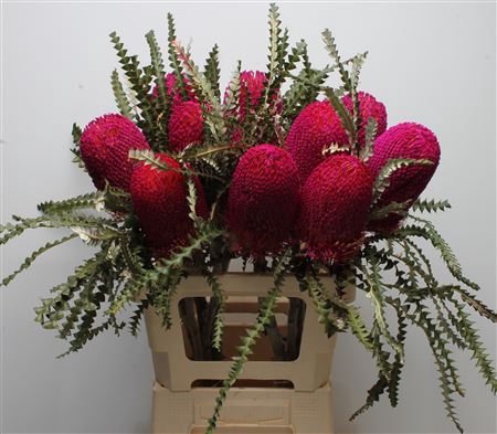 <h4>Banksia Speciosa Cerise</h4>