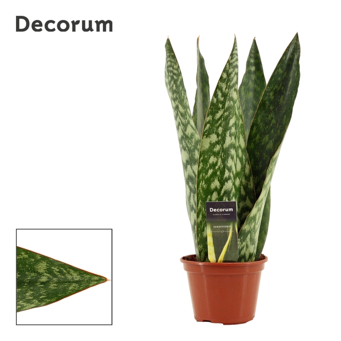 <h4>Sansevieria Jamaiquina Queen 14 cm (Decorum)</h4>