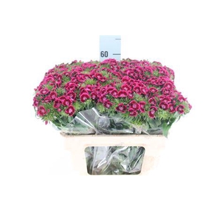 Di Barb Jolly Bre X80