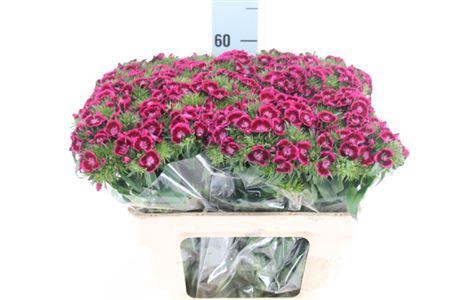 <h4>Di Barb Jolly Bre</h4>