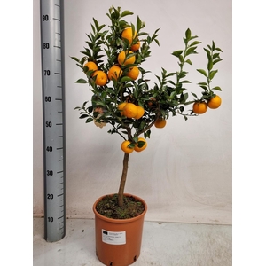 CITR AU CHINOTTO stock