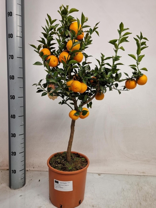 <h4>CITR AU CHINOTTO stock</h4>