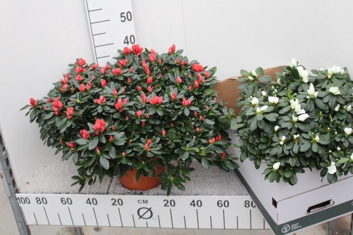 <h4>RHODO SI OV</h4>