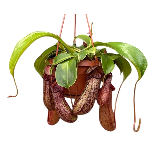 <h4>Nepenthes Monkey Jars Rob</h4>