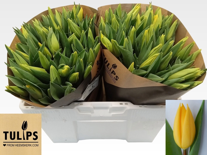 <h4>TU EN STRONG GOLD</h4>