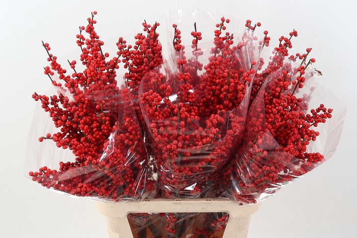 <h4>Ilex Ve Rode Bes</h4>