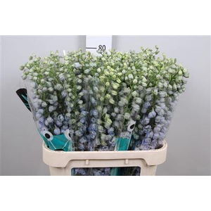 Delph Du Guard Lavender