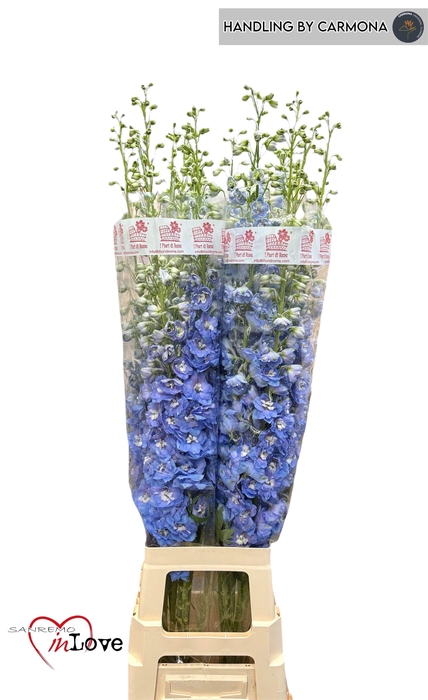 <h4>DELPH DU AUR L BLUE</h4>