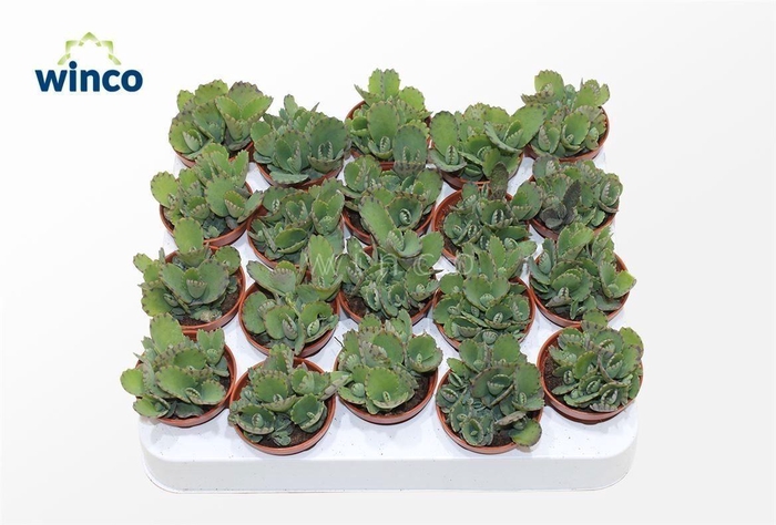 <h4>Kalanchoe Hortagei</h4>