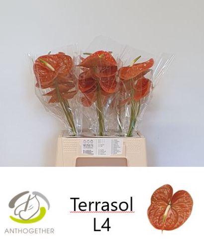 <h4>Anthurium Terrasol</h4>