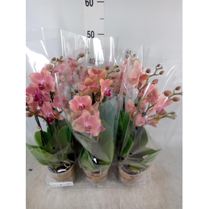 Phalaenopsis   ...orange