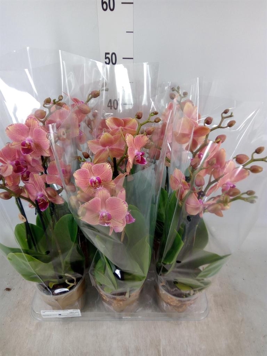 <h4>Phalaenopsis ...orange</h4>